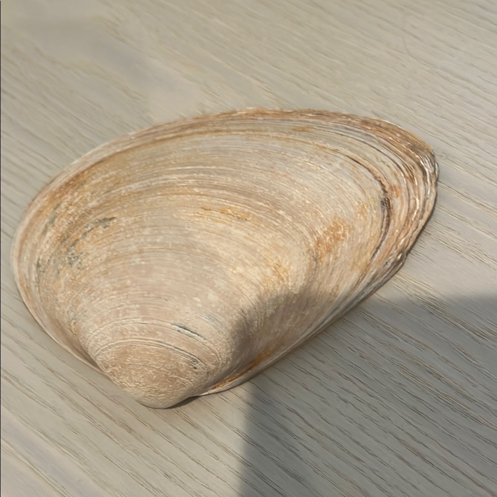 Natural Tan Shell From Bahamas